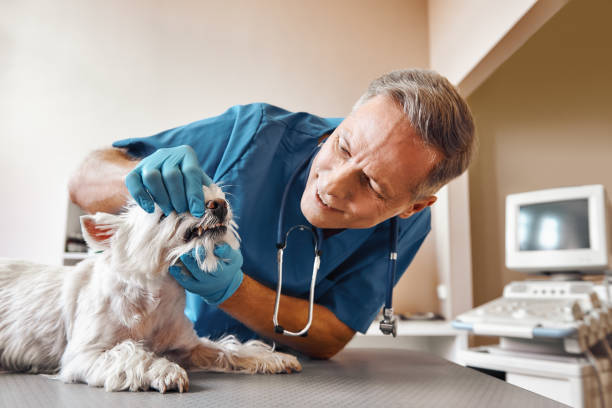 Best Weekend Emergency Dentist in Springfield, OH